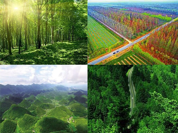 國土綠化行動 國土綠化行動